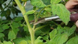 How To Prune Tomatoes