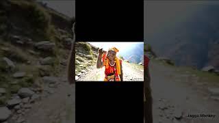 monkey pahuncha Mata Vaishno #Devi ke #darshan# karna#blogger #