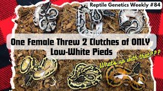 A Low-White Piebald Mutation Appears? The "Crumble" Pied Story ft. Gray Family Snakes! Ep 84