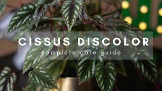 Cissus Discolor - Complete Plant Care Guide - Everything you need to know (for beginners)