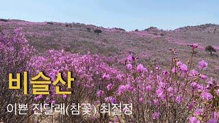 210411 / 비슬산 / 대구 달성군 비슬산 / 비슬산 진달래(참꽃) 산행 / 진달래(참꽃) 최절정 / 유가사 - 수도암 - 천왕봉 - 참꽃군락지 - 대견사 - 소재사 /