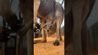 Baby kangaroo is peeking out of the pouch  #animals #cuteanimals #shorts