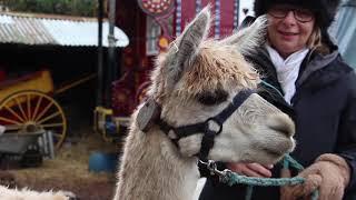 Alpaca Trekking Documentary