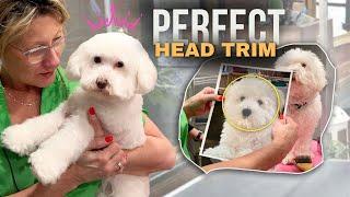 Trim a Fluffy Dog's Head- step by step
