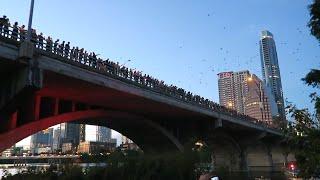 Two million bats swarm over bridge in Austin, Texas