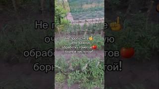 Важная обработка томатов борной кислотой #томати #помидоры #огород #дача #сад #борнаякислота