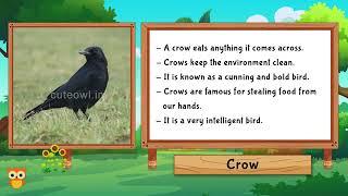 Crow | Bird Facts | Cute Owl Education