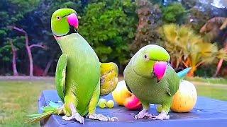 Green Parrot Talking Video