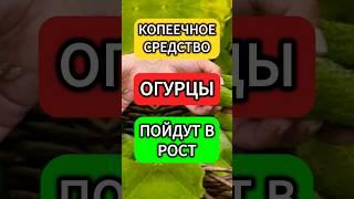 ОГУРЦЫ НЕ БУДУТ БОЛЕТЬ и попрут в рост как на дрожжах #огород #огурцы #дача #урожай