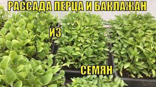 Рассада перца и баклажан из семян.