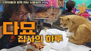 다묘 집사의 하루! /고양이들과 함께 하는 시골살이 vlog #고양이 약 먹기기