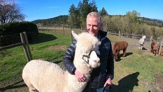 Andy's Adventures: Hanging out with Alpacas of Oregon