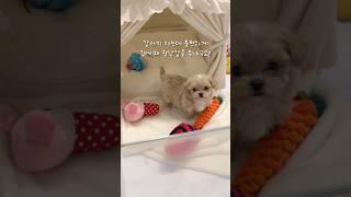 장난감을 좋아하는 아기 강아지 말티푸 박쪼꼼 #강아지 #반려견 #반려동물 #브이로그 #강아지브이로그 #말티푸 #귀여운강아지 #puppy #dog #dogshorts