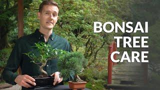 Bonsai tree care