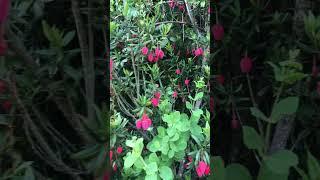 Crinodendron hookerianum”chilean lantern tree “