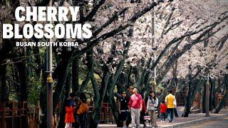 Korea Travel Vlog: Cherry Blossoms in Dalmaji-Gil, Busan, South Korea