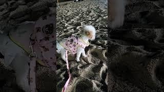 을왕리 바다 처음와본 쥐순공주