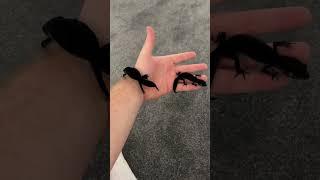 Worlds darkest leopard geckos! #animals #gecko #reptile #leopardgecko #snake #pets