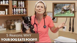 Why Do Dogs Eat Poop? | Veterinarian explains why?