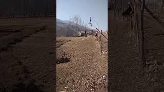 домостройка