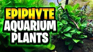 6 Easy Epiphyte Plants To Instantly Transform Your Planted Tank! (No Soil Plants For A Fish Tank)