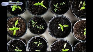 For a bigger harvest this year with up to 30 percent increase and more nutritious crop harvest yield