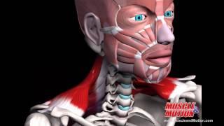 Trapezius muscle in motion