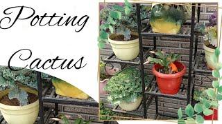 Potting Christmas Cactus | Thanksgiving Cactus | Evergreen Creations