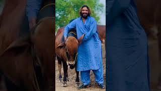 Hassan Qureshi 302 Farm With Dangerous Cow 2025 #302 #shorts #youtubeshorts #viralvideo #cow