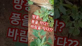 풍예방에 좋은 방풍~ 독특한 향이있어 호불호가 있지만.. 난~굿~^^. 요즘같이 화재가 많은날엔 강풍 장풍 다 막아줄 방풍 니가 필요하단다~^^;;