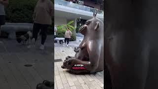  Где жить проще? В Америке или в наших странах? #иммиграция #жизньвсша #америкаизнутри #переезд
