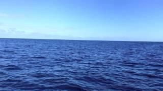 Mauricius, vylet na delfíny u Le Morne