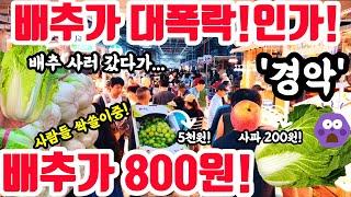 배추가 대폭락인가! 800원! 배추! 과일 대폭락! 경악했다! #폭락 #배추 #중국산배추 #농산물 #뉴스 #할인 #세일 #food #물가 #vegetables #김치 #먹방