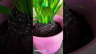 This pot is everthing 🩷 #plants #plantlover #planttips #new #followme