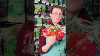 Самые лучшие перцы, по мнению садоводов