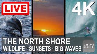  Live Now: 24/7 Famous North Shore  of Oahu, Hawaii in 4K Ultra HD