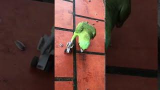 Roller Skating Parrot || ViralHog