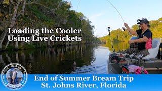 Bluegills & Shellcrackers on Crickets | St. Johns River, Florida