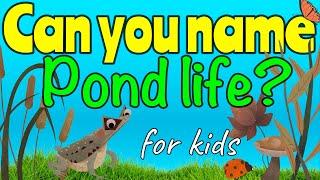 POND LIFE for kids | Miss Ellis #ponds #pondlife