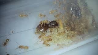 Are Lasius flavus polygyne? (can they have more than one queen)