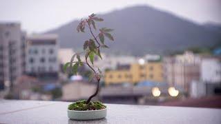 Starting a maple bonsai