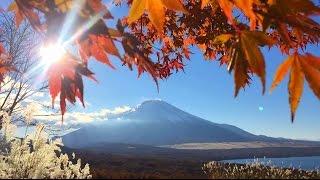 Mt.Fuji with Autumn leaves 山中湖パノラマ台の富士山と紅葉＆すすき