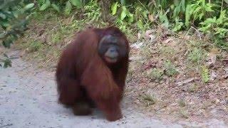 Encuentro con un orangután macho alfa en Borneo