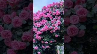 The beauty of the earth.  Gorgeous rose garden.|#rosegarden #flowergarden #status #roseflowers