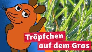 Wie bildet sich Tau? | Die Maus | WDR