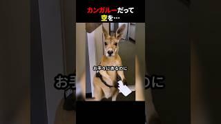 カンガルーだって 空を… #ほっこりショート