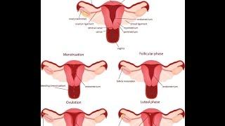 Niddah: Menstruation