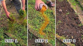 NEVER Waste Carrot Leaves Again – This Trick Will Change Your Garden!