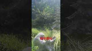 와우정사 세계 불교 통일 기원탑