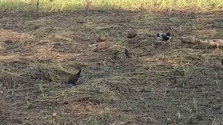 সাজানো গোছানো সব প্রভুরই গড়া আমাদের গ্রামখানি মমতায় ভরা